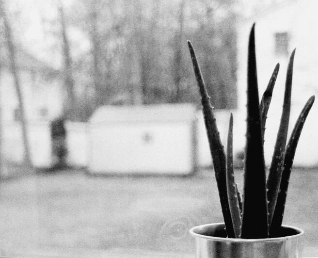 Aloe By the Window